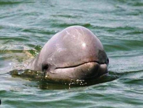dauphins-irrawaddy