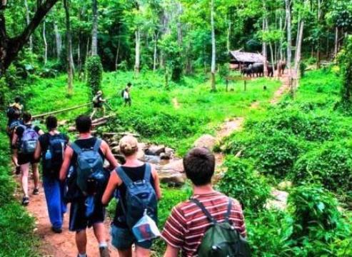 green-jungle-trekking