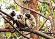 observation-gibbon-ratanakiri